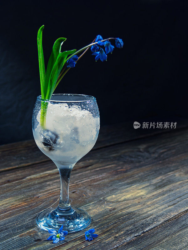 黑色的仍然有蓝色的花(scilla siberica)